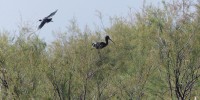 6. ibisy kasztanowate